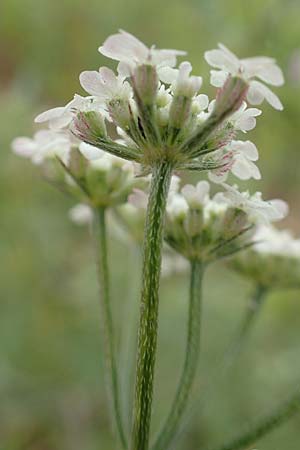 Torilis arvensis \ Acker-Klettenkerbel / Spreading Hedge Parsley, D Neuleiningen 15.6.2020
