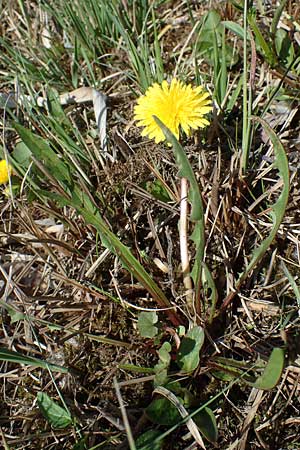 Taraxacum multilepis \ Reichschuppiger Sumpf-L�wenzahn / Many-Scaled Marsh Dandelion, D Neuried-Altenheim 27.4.2021
