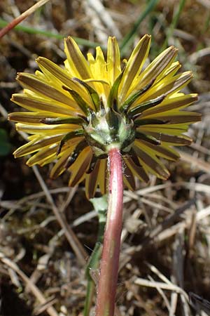 Taraxacum multilepis \ Reichschuppiger Sumpf-L�wenzahn / Many-Scaled Marsh Dandelion, D Neuried-Altenheim 27.4.2021