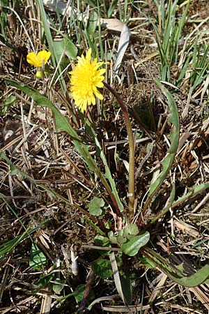 Taraxacum multilepis \ Reichschuppiger Sumpf-L�wenzahn / Many-Scaled Marsh Dandelion, D Neuried-Altenheim 27.4.2021