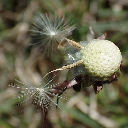Taraxacum multilepis \ Reichschuppiger Sumpf-L�wenzahn / Many-Scaled Marsh Dandelion, D Neuried-Altenheim 27.4.2021