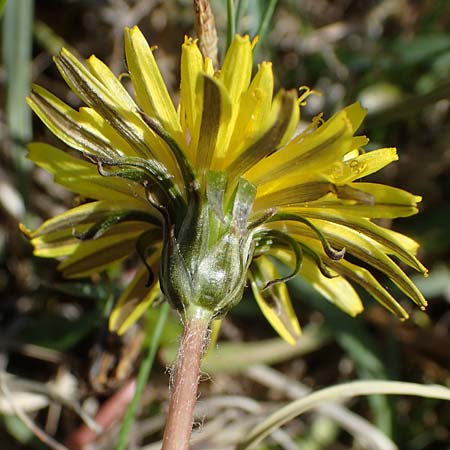 Taraxacum multilepis \ Reichschuppiger Sumpf-L�wenzahn / Many-Scaled Marsh Dandelion, D Neuried-Altenheim 27.4.2021
