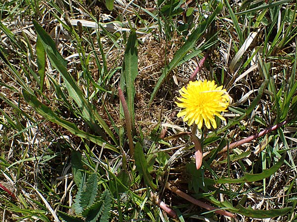 Taraxacum multilepis \ Reichschuppiger Sumpf-L�wenzahn / Many-Scaled Marsh Dandelion, D Neuried-Altenheim 27.4.2021