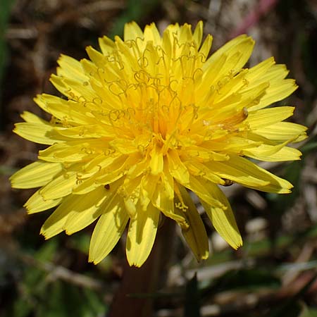 Taraxacum multilepis \ Reichschuppiger Sumpf-L�wenzahn / Many-Scaled Marsh Dandelion, D Neuried-Altenheim 27.4.2021