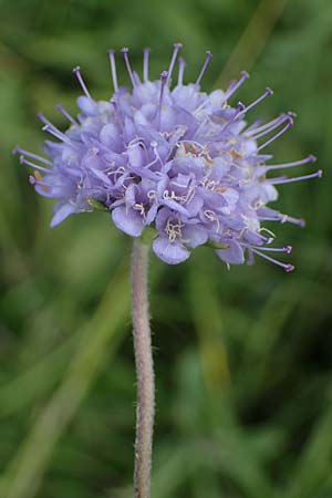 Succisa pratensis, Teufelsabbiss