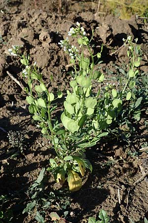 Thlaspi arvense \ Acker-Hellerkraut, Acker-T&auml;schelkraut / Field Penny-Cress, D Ludwigshafen 22.10.2021
