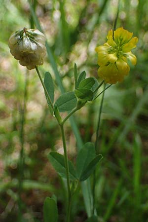Trifolium aureum \ Gold-Klee / Golden Clover, D Odenwald, Erbach 17.7.2022