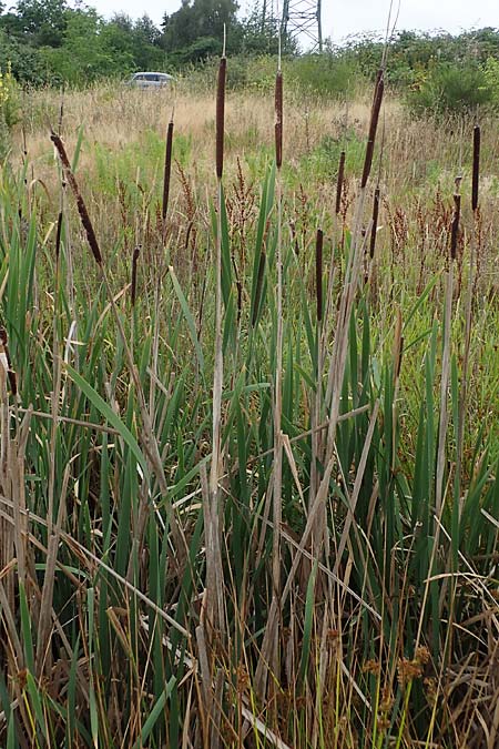 Typha angustifolia \ Schmalbl�ttriger Rohrkolben / Lesser Bulrush, D Frankfurt-R&ouml;delheim 30.6.2023