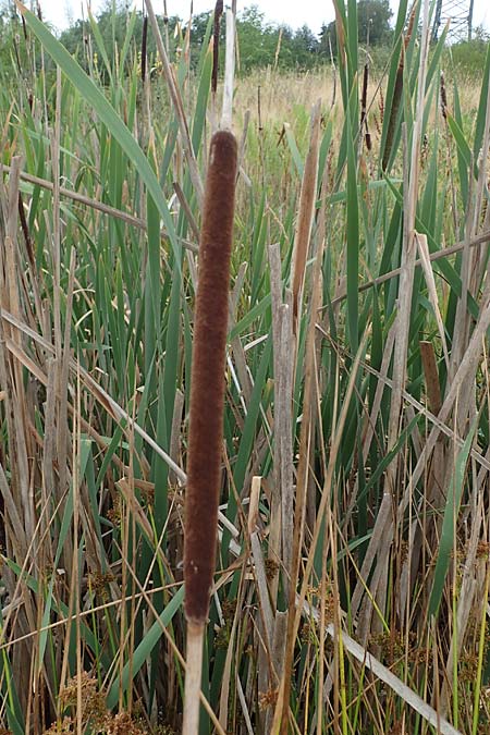 Typha angustifolia \ Schmalbl�ttriger Rohrkolben / Lesser Bulrush, D Frankfurt-R&ouml;delheim 30.6.2023