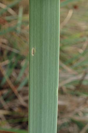 Typha angustifolia \ Schmalbl�ttriger Rohrkolben / Lesser Bulrush, D Frankfurt-R&ouml;delheim 30.6.2023