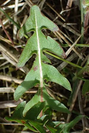 Taraxacum lacistophyllum \ Geschlitztbl�ttriger L�wenzahn / Cut-Leaved Dandelion, D Mannheim 31.3.2024