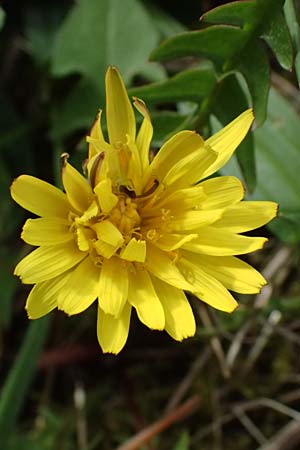 Taraxacum lacistophyllum \ Geschlitztbl�ttriger L�wenzahn / Cut-Leaved Dandelion, D Mannheim 31.3.2024