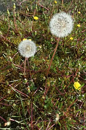 Taraxacum alsaticum \ Els&auml;&szlig;er Sumpf-L�wenzahn / Alsace Marsh Dandelion, D   8.4.2024