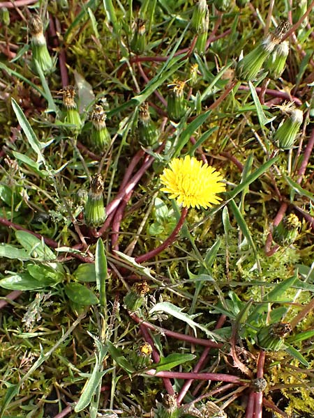 Taraxacum alsaticum \ Els&auml;&szlig;er Sumpf-L�wenzahn / Alsace Marsh Dandelion, D   8.4.2024