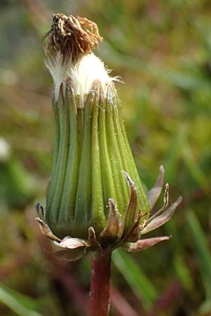 Taraxacum alsaticum \ Els&auml;&szlig;er Sumpf-L�wenzahn / Alsace Marsh Dandelion, D   8.4.2024