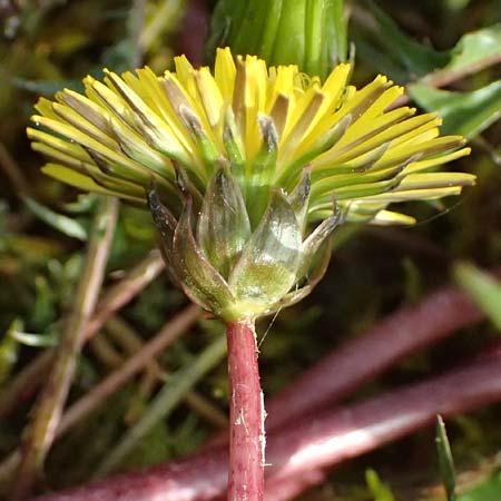 Taraxacum alsaticum \ Els&auml;&szlig;er Sumpf-L�wenzahn / Alsace Marsh Dandelion, D   8.4.2024