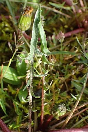 Taraxacum alsaticum \ Els&auml;&szlig;er Sumpf-L�wenzahn / Alsace Marsh Dandelion, D   8.4.2024