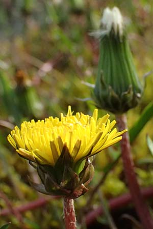 Taraxacum alsaticum \ Els&auml;&szlig;er Sumpf-L�wenzahn / Alsace Marsh Dandelion, D   8.4.2024