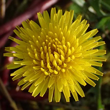 Taraxacum alsaticum \ Els&auml;&szlig;er Sumpf-L�wenzahn / Alsace Marsh Dandelion, D   8.4.2024