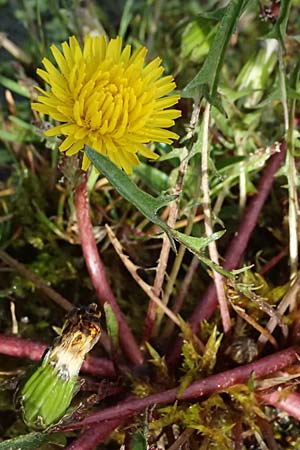 Taraxacum alsaticum \ Els&auml;&szlig;er Sumpf-L�wenzahn / Alsace Marsh Dandelion, D   8.4.2024
