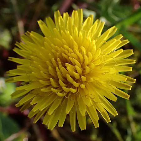 Taraxacum alsaticum \ Els&auml;&szlig;er Sumpf-L�wenzahn / Alsace Marsh Dandelion, D   8.4.2024