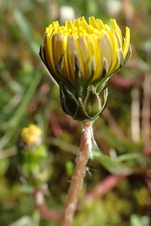 Taraxacum alsaticum \ Els&auml;&szlig;er Sumpf-L�wenzahn / Alsace Marsh Dandelion, D   8.4.2024