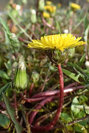 Taraxacum alsaticum \ Els&auml;&szlig;er Sumpf-L�wenzahn / Alsace Marsh Dandelion, D   8.4.2024