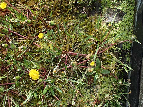 Taraxacum alsaticum \ Els&auml;&szlig;er Sumpf-L�wenzahn / Alsace Marsh Dandelion, D   8.4.2024