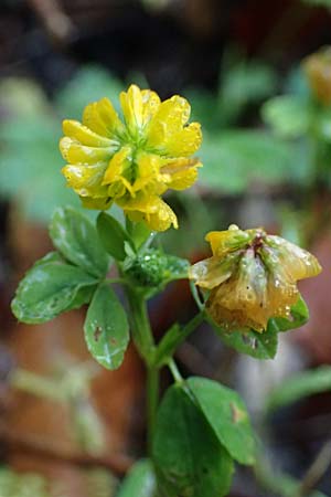 Trifolium aureum \ Gold-Klee / Golden Clover, D Tettnang 31.10.2025