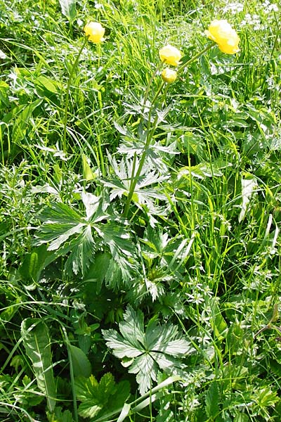 Trollius europaeus \ Trollblume / Globe Flower, D Kohlstetten 2.6.2015