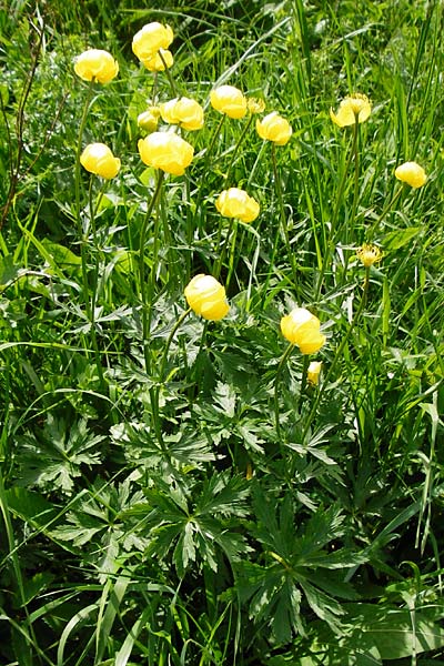Trollius europaeus \ Trollblume / Globe Flower, D Kohlstetten 2.6.2015