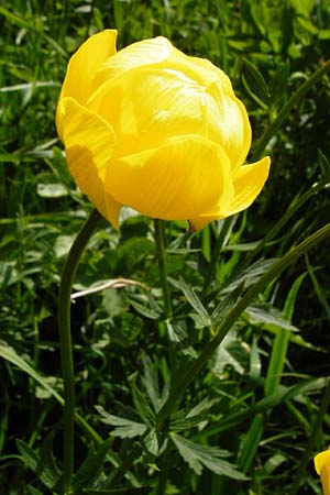 Trollius europaeus \ Trollblume / Globe Flower, D Kohlstetten 2.6.2015