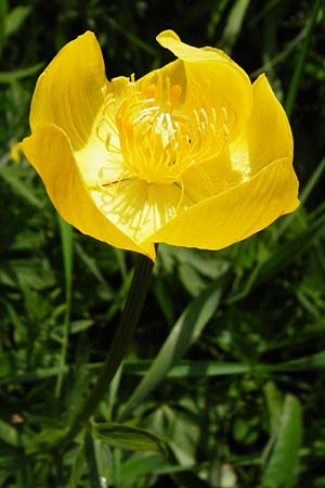 Trollius europaeus \ Trollblume / Globe Flower, D Kohlstetten 2.6.2015