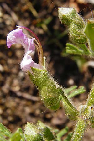 Teucrium botrys \ Trauben-Gamander / Cut-Leaved Germander, D Schwetzingen 29.6.2015