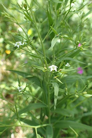 Thesium bavarum \ Bayerischer Bergflachs, Bayerisches Leinblatt / Bavarian Bastard Toadflax, D Fridingen 3.6.2015