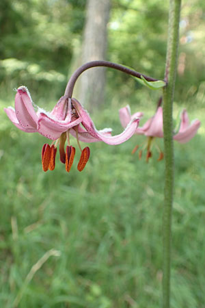 Lilium martagon \ T�rkenbund-Lilie / Turkscap Lily, D Weinheim an der Bergstra&szlig;e 15.6.2015