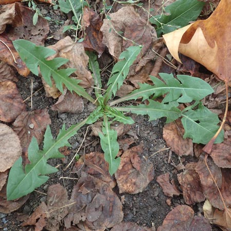 Taraxacum alatum ? \ Gefl&uuml;gelter L�wenzahn / Green Dandelion, D Mannheim 12.11.2015