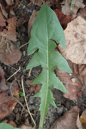 Taraxacum alatum ? \ Gefl&uuml;gelter L�wenzahn / Green Dandelion, D Mannheim 12.11.2015