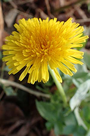 Taraxacum ekmanii ? \ Ekmans L�wenzahn / Ekman's Dandelion, D Mannheim 18.11.2015