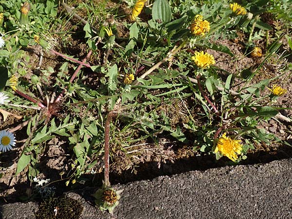 Taraxacum baeckiiforme \ Graubl&auml;ttriger L�wenzahn / False Baeck Dandelion, D G&uuml;ndelbach 18.4.2018