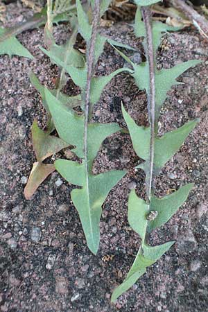 Taraxacum baeckiiforme \ Graubl&auml;ttriger L�wenzahn / False Baeck Dandelion, D G&uuml;ndelbach 18.4.2018
