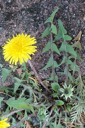 Taraxacum baeckiiforme \ Graubl&auml;ttriger L�wenzahn / False Baeck Dandelion, D G&uuml;ndelbach 18.4.2018