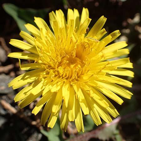 Taraxacum baeckiiforme \ Graubl&auml;ttriger L�wenzahn / False Baeck Dandelion, D G&uuml;ndelbach 18.4.2018