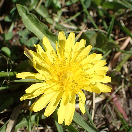 Taraxacum ciliare \ Gewimperter Sumpf-L�wenzahn / Ciliate Marsh Dandelion, D Konstanz 24.4.2018