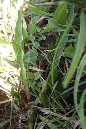 Taraxacum ciliare \ Gewimperter Sumpf-L�wenzahn / Ciliate Marsh Dandelion, D Konstanz 24.4.2018