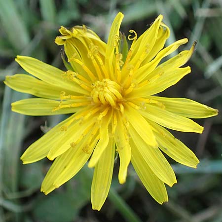 Taraxacum ciliare \ Gewimperter Sumpf-L�wenzahn / Ciliate Marsh Dandelion, D Konstanz 24.4.2018