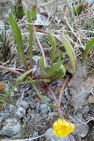 Taraxacum pauckertianum \ Pauckerts L�wenzahn / Pauckert's Dandelion, D Konstanz 24.4.2018
