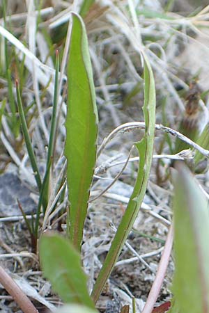 Taraxacum pauckertianum \ Pauckerts L�wenzahn / Pauckert's Dandelion, D Konstanz 24.4.2018