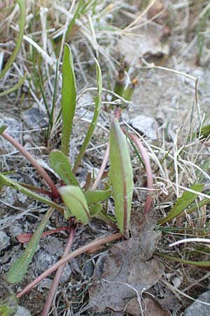 Taraxacum pauckertianum \ Pauckerts L�wenzahn / Pauckert's Dandelion, D Konstanz 24.4.2018
