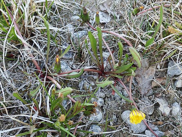 Taraxacum pauckertianum \ Pauckerts L�wenzahn / Pauckert's Dandelion, D Konstanz 24.4.2018